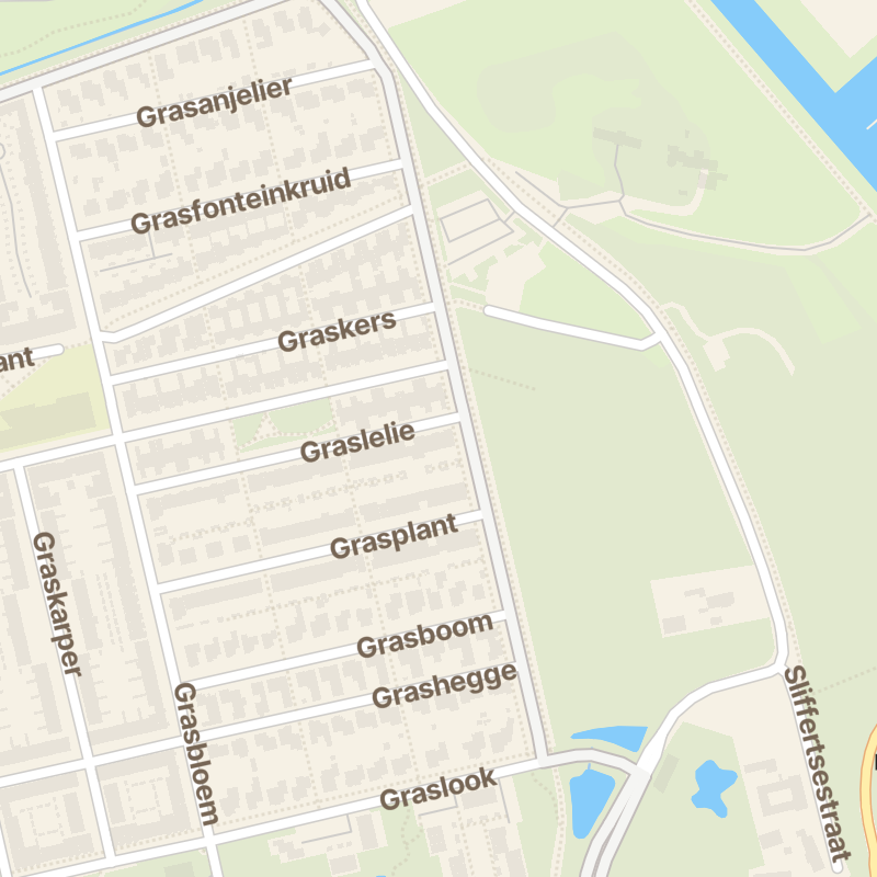 Graslelie 66